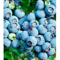 Голубика Канадская черника