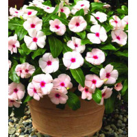 Бальзамин Уоллера Брайт Айз F1