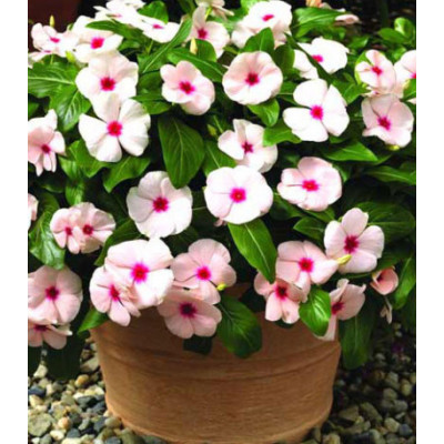 Бальзамин Уоллера Брайт Айз F1