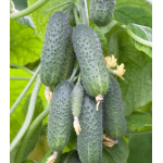 Огурец Малахитовая шкатулка F1 Огурец Малахитовая шкатулка F1