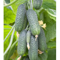 Огурец Малахитовая шкатулка F1