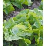 Салат маслянистый Изумительный Салат маслянистый Изумительный