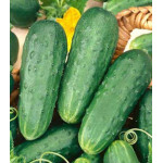 Огурец Серпантин Огурец Серпантин