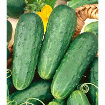 Огурец Серпантин