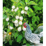 Баклажан Бэйби Уайт F1 Баклажан Бэйби Уайт F1