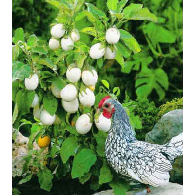 Баклажан Бэйби Уайт F1