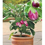 Баклажан Полосатик Баклажан Полосатик