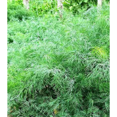 Укроп Кустистый