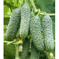 Огурец Шустрец-молодец F1