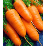 Морковь Шантенэ 2461 Морковь Шантенэ 2461