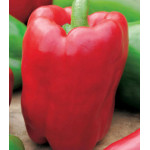 Перец сладкий Викинг Перец сладкий Викинг