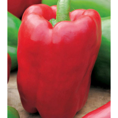 Перец сладкий Викинг