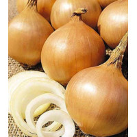 Лук репчатый Суперсладкий F1
