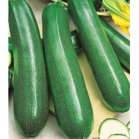 Кабачок Цукеша