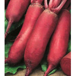 Свекла Сударыня Свекла Сударыня