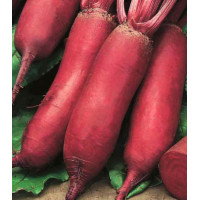 Свекла Сударыня