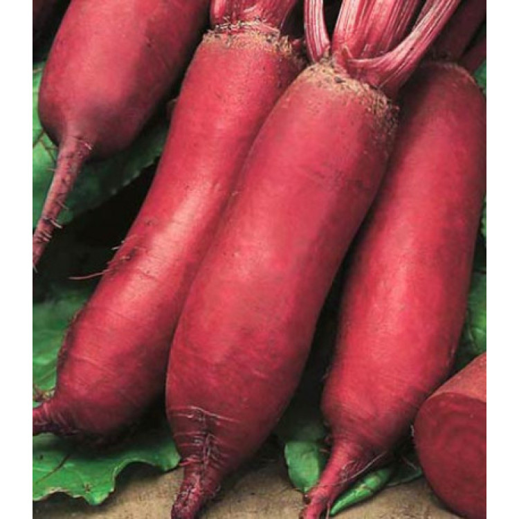 Свекла Сударыня Свекла Сударыня