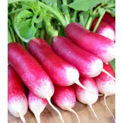 Редис Французский завтрак