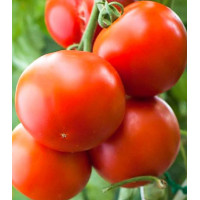 Томат Земляк