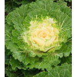 Капуста декоративная Осака белая F1 Капуста декоративная Осака белая F1
