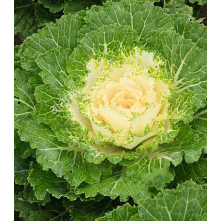 Капуста декоративная Осака белая F1 Капуста декоративная Осака белая F1