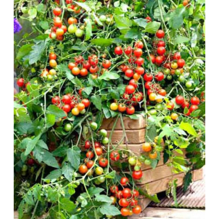 Томат ампельный Вишневый водопад F1 Томат ампельный Вишневый водопад F1