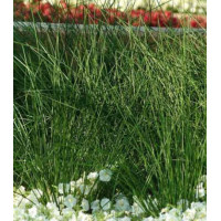 Ситник бледный Джавелин