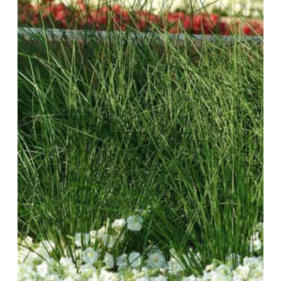 Ситник бледный Джавелин