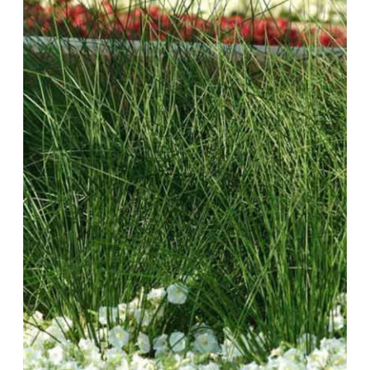 Ситник бледный Джавелин Ситник бледный Джавелин