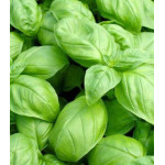 Базилик Русский гигант зеленый Базилик Русский гигант зеленый