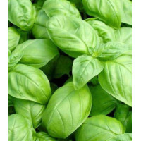 Базилик Русский гигант зеленый