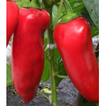 Перец сладкий Сибирский князь Перец сладкий Сибирский князь