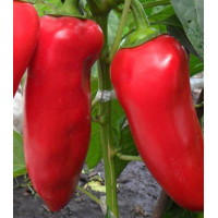 Перец сладкий Сибирский князь