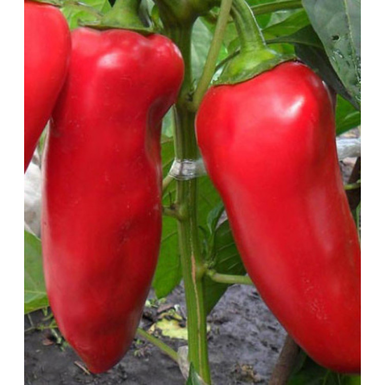 Перец сладкий Сибирский князь Перец сладкий Сибирский князь