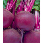 Свекла столовая Соло F1 Свекла столовая Соло F1