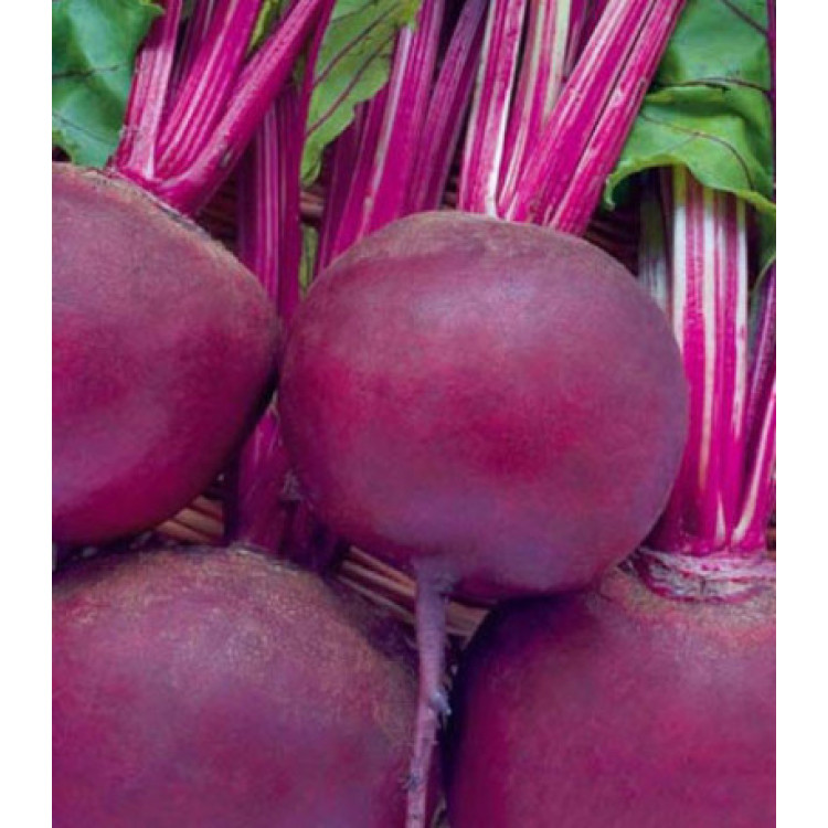 Свекла столовая Соло F1 Свекла столовая Соло F1