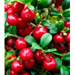 Брусника Рубин Брусника Рубин