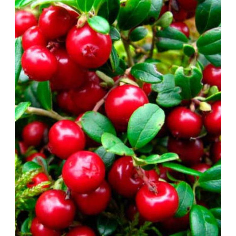 Брусника Рубин Брусника Рубин