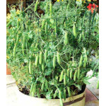 Горох лущильный Патио Горох лущильный Патио