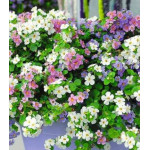 Бакопа Утопия Бакопа Утопия