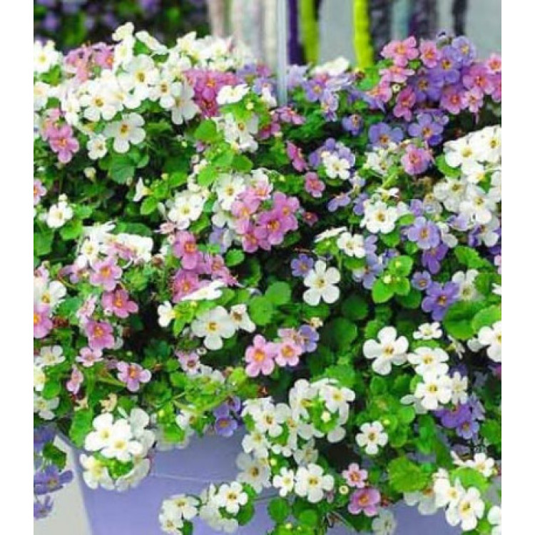 Бакопа Утопия Бакопа Утопия