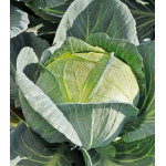 Капуста белокочанная Вьюга Капуста белокочанная Вьюга