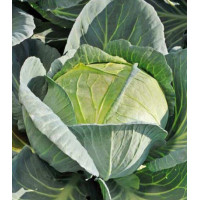 Капуста белокочанная Вьюга