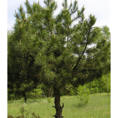 Сосна Крымская