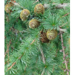 Лиственница сибирская Бригантина Лиственница сибирская Бригантина