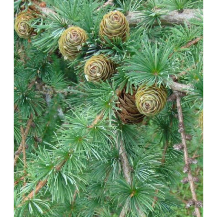 Лиственница сибирская Бригантина Лиственница сибирская Бригантина