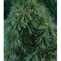 Кедр корейский Суланж