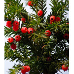 Тис Ягодный Тис Ягодный