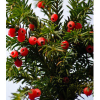 Тис Ягодный