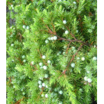 Можжевельник П��ибрежный Schlager Можжевельник П��ибрежный Schlager